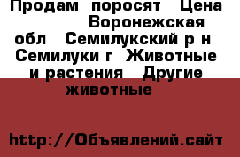 Продам  поросят › Цена ­ 3 000 - Воронежская обл., Семилукский р-н, Семилуки г. Животные и растения » Другие животные   